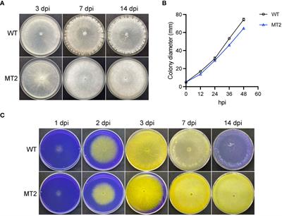 A cAMP phosphodiesterase is essential for sclerotia formation and virulence in Sclerotinia sclerotiorum